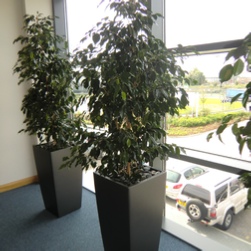 office-plants-ficus-benjamina-charcoal