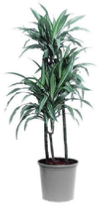 Dracaena Ulysses office plants