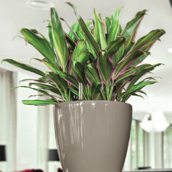 office-plants-tricolor