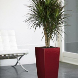 office-plants-buds-dracaena-lechuza-hire