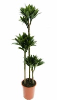 office-plants-dracaena-compacta