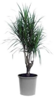 dracaena marginata office plant