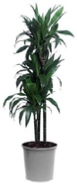 dracaena-compacta-character-office-plant