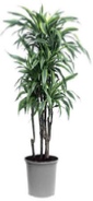 dracaena-compacta-character-office-plant