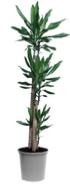 dracaena-steudneri office plant