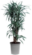 dracaena-steudneri office plant