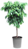 Ficus-Benjamina-office-plants