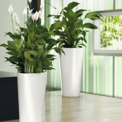 lechuza-delta-spathyphillum-office-plants