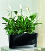 office-plants-spathiphyllum