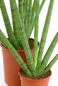 office-plants-sansevieria