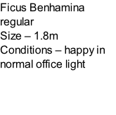 Ficus Benhamina regular Size – 1.8m  Conditions – happy in normal office light