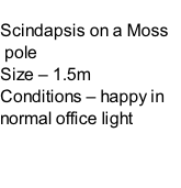 Scindapsis on a Moss  pole Size – 1.5m  Conditions – happy in normal office light