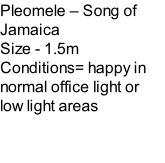 Pleomele – Song of Jamaica Size - 1.5m Conditions= happy in normal office light or low light areas