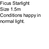 Ficus Starlight Size 1.5m Conditions happy in normal light.