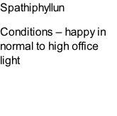 Spathiphyllun Conditions – happy in normal to high office light